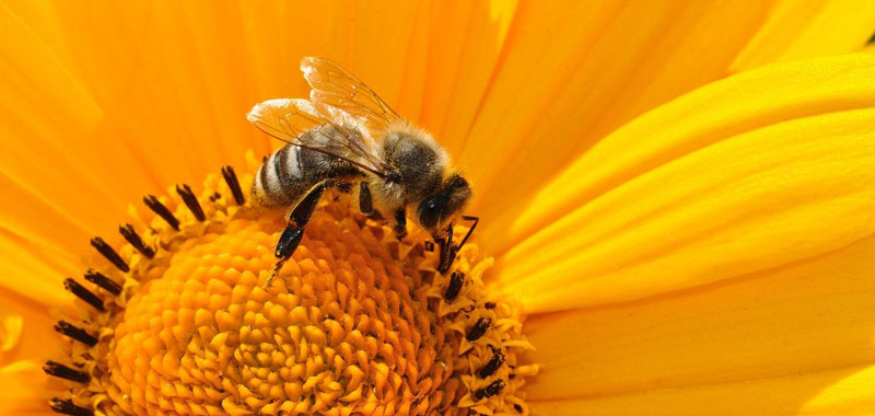  abeille sur une fleure
